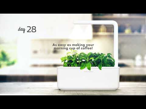 Click &amp; Grow sėklos išmaniajam vazonui - katžolė, 3 vnt. video