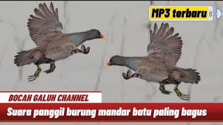 Download lagu MP3 terbaru !! Suara panggil burung mandar batu bocah Galuh channel mp3
