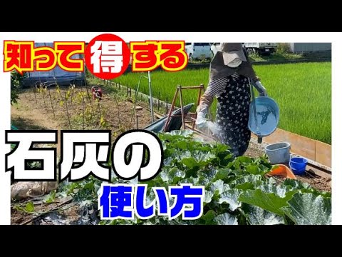 園芸 桃は水分補給と再石灰化を促す夏の果物です