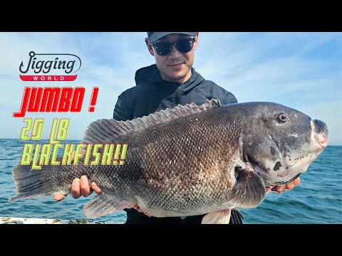 20 Lb Blackfish (Tautog) Catch & Release!