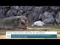 Nacimiento foca gris en el minizoo de la Magdalena