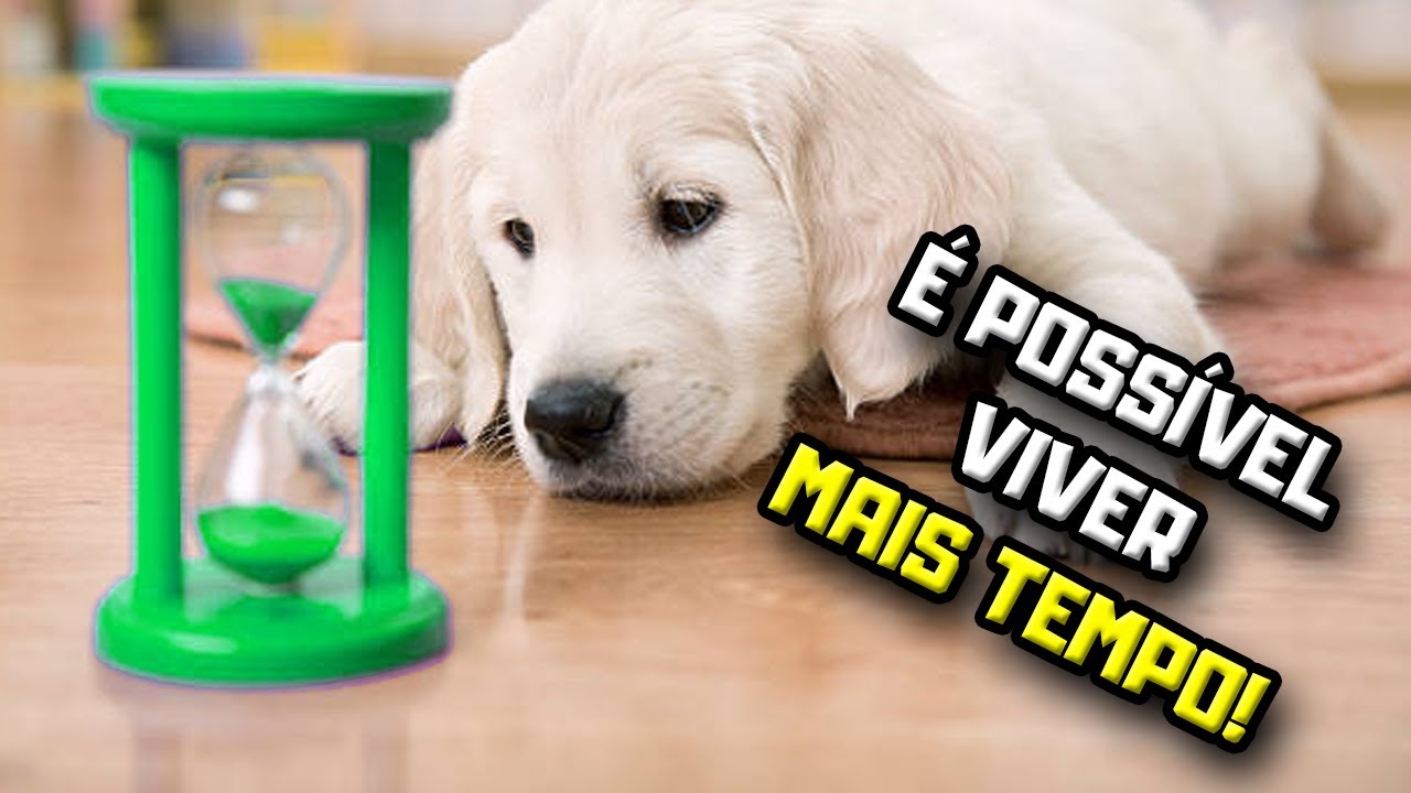 Quanto tempo vive um cachorro com DOENÇA RENAL? | Dr. Edgard Gomes | Alimentação natural para Cães