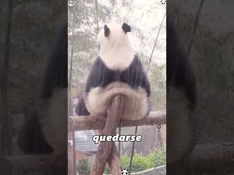 Why do giant pandas like standing in the rain? #amazing #animals #didyouknow #foryoupage #cute