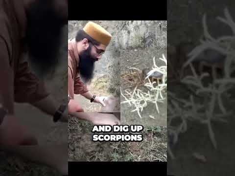 Uncovering the Shocking Truth Behind Scorpion Smoking in Pakistan #HumanRights #Innovation