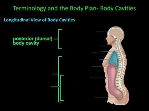 Body Cavities & Serous Membranes