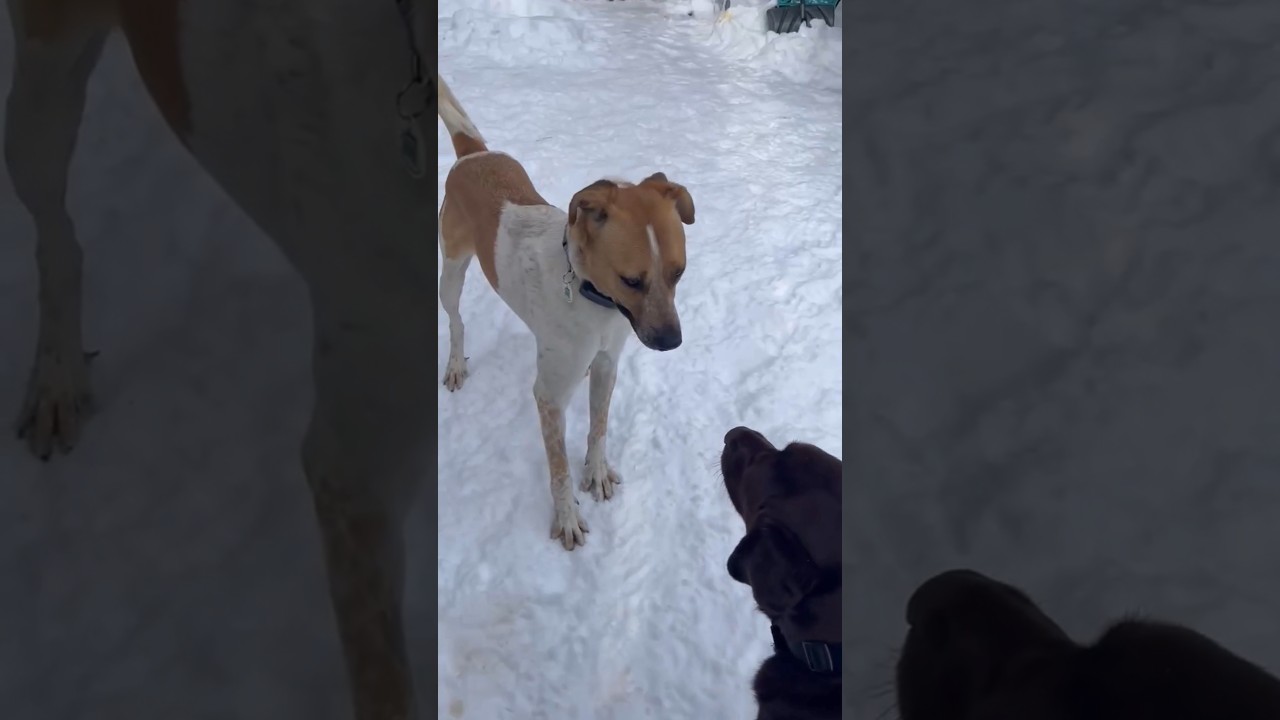 Chi, a ADOPTABLE mixed breed in London, ON video 6/6