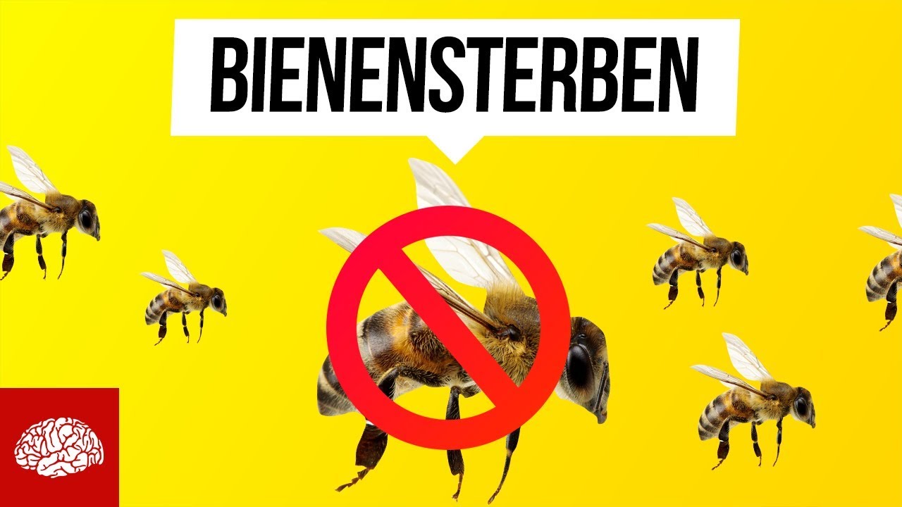 Was passiert, wenn alle Bienen sterben?