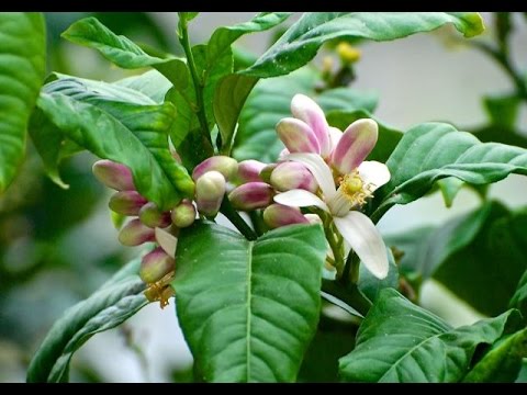 download lagu mp3 mp4 Citrus Plants, download lagu Citrus Plants gratis, unduh video klip Citrus Plants