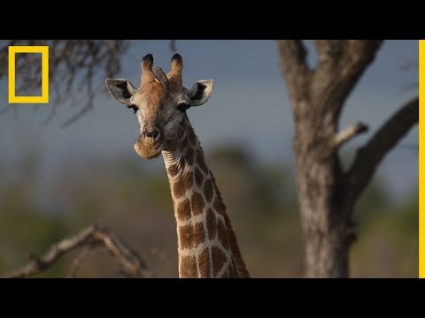 Jirafas 101 | National Geographic en Español