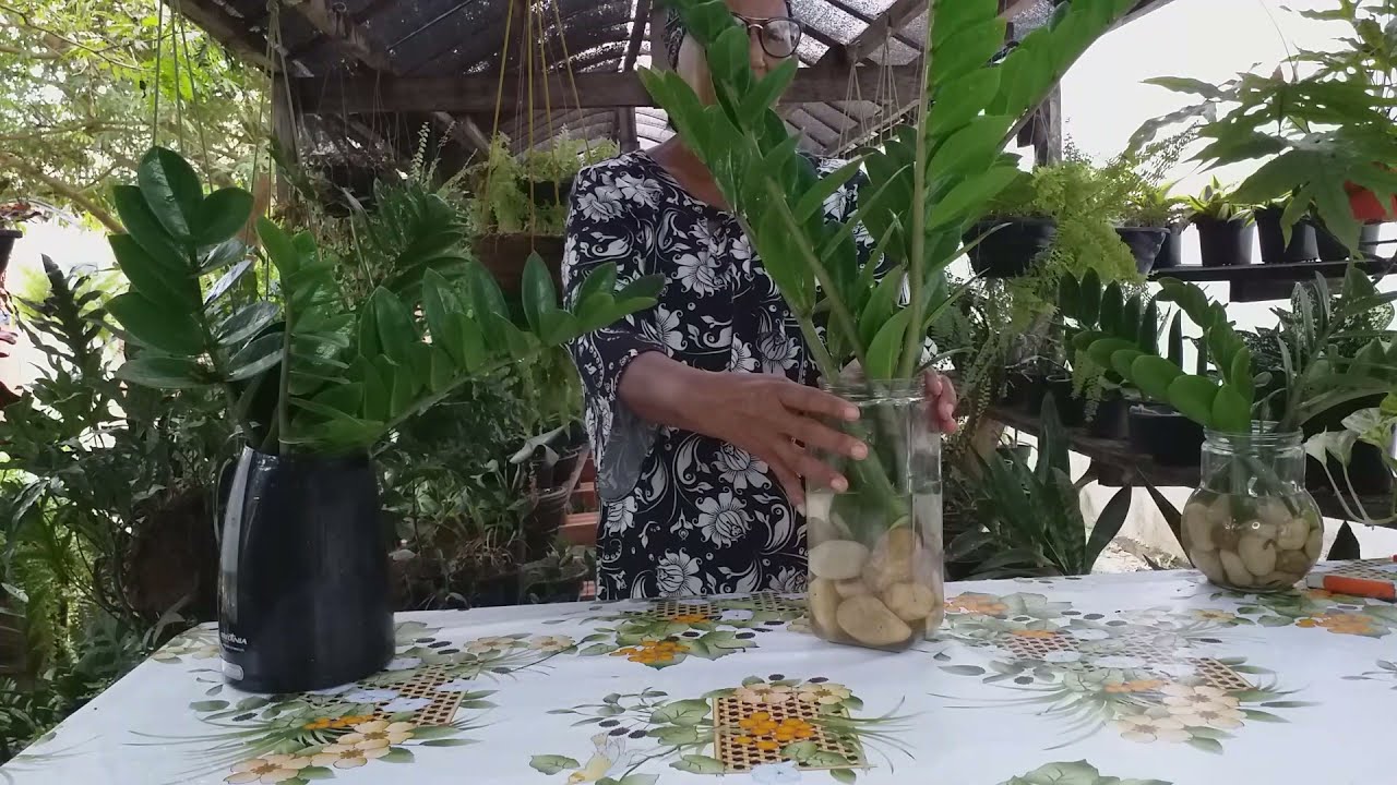 Folha Caule De Zamioculca  Na Água Da Super Certo!!!