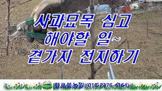 23년 사과묘목심고 꼭 해야할 일~ 첫번째