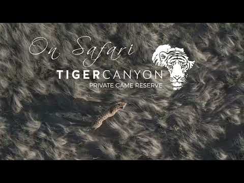 SAFARI highlights at TIGER CANYON