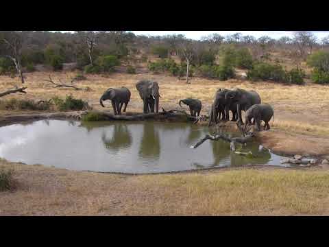 Djuma: Breeding herd of elephant - 15:51 - 07/20/18