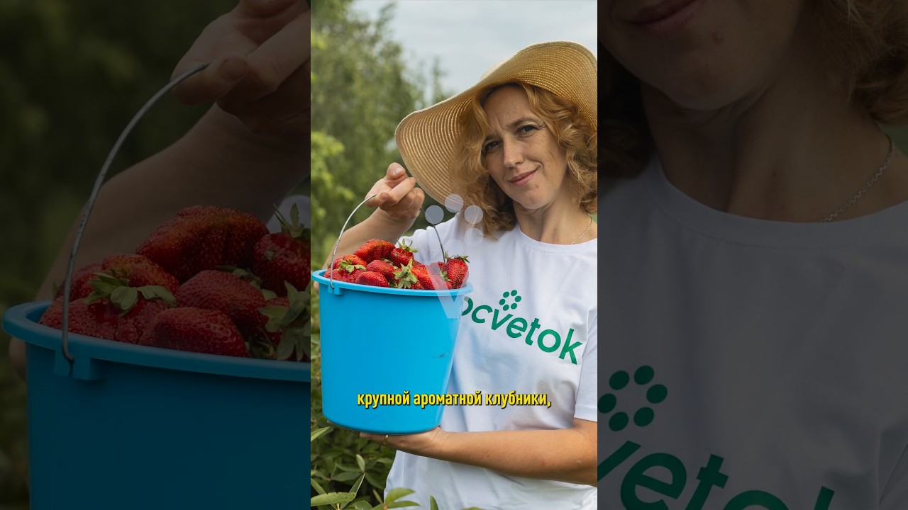 Соберете ведро крупной ароматной клубники даже с маленькой грядки, если сделаете так в сентябре!