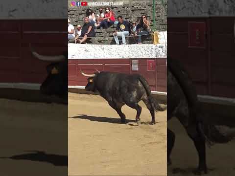 El Toro Destroza la Plaza en 30 Segundos
