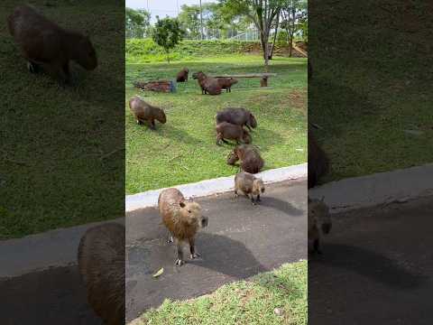 Bom final de semana 🙏🏽😍 #goiás #natureza #lugareslindos  #morrinhos #goiás