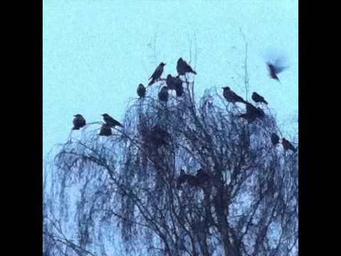 The Furious Autumn Crows In The Trees