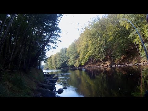 Salmon in Rosendala - Fly fishing for salmon in the famous Mörrum River