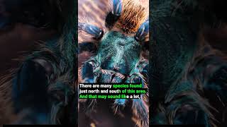 Download lagu How Many Tarantula Species Are There? mp3