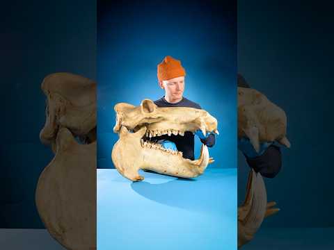 How Wide Can a Hippo Open Its Mouth?