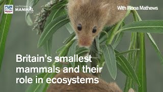 Britain’s smallest mammals and their role in ecosystems
