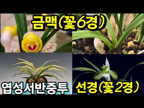 유튜브 썸네일