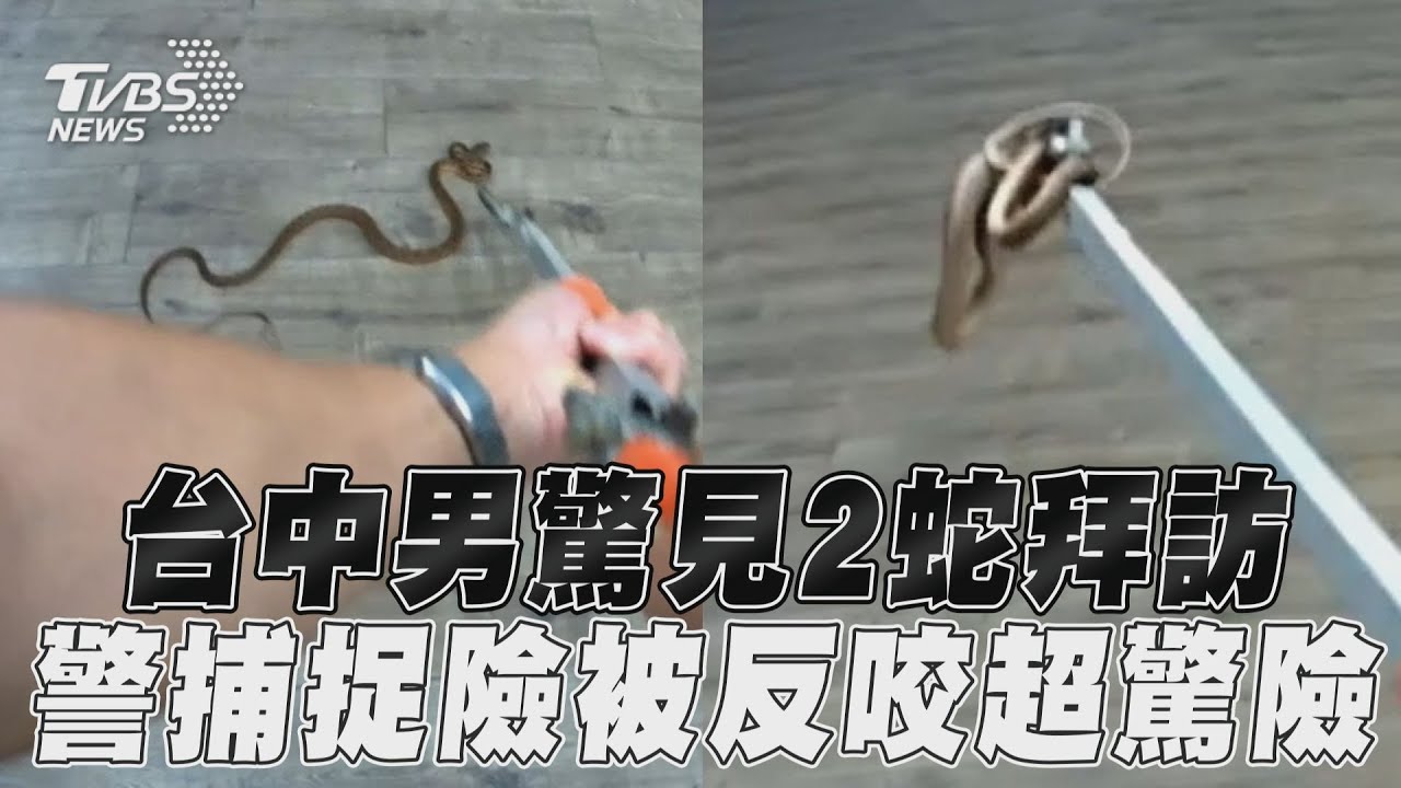 救郎喔!回家「龜殼花、梅花蛇在等」屋主崩潰 警險被反咬驚險夾走