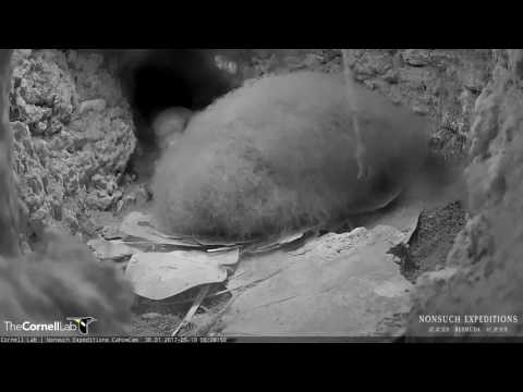 Feeding, Preening, and Cuddling Between Adult Cahow and Chick – May 10, 2017