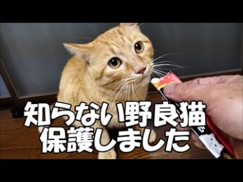 ド・キ:保護本能を持つ「クールな」高山犬