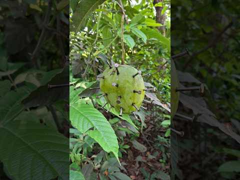 Nail Vs Mango Experiment #shorts #shortvideo