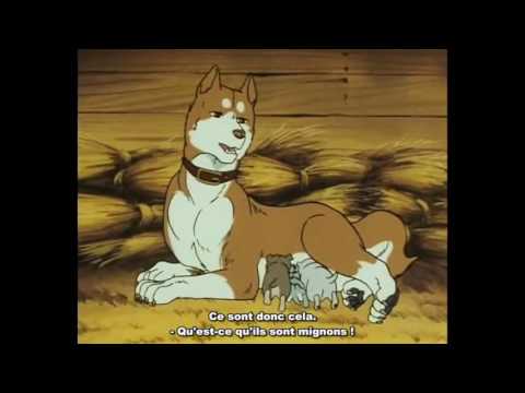 The Akita King Part 1 - Circle of Life