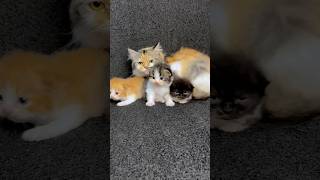 Download lagu Induk kucing baru melahirkan tapi udah hamil lagi😹 #cat #kucinglucu #kucing #catlover #kucinghamil mp3