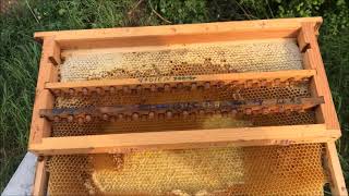 Selektion schröpfen via Honigraum wegnahme und Erstellung von Anbrütern 2022