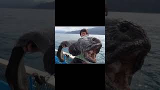 Have You Seen A Wolf Eel Before? 😱 #shorts