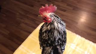 Cock #11