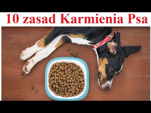 10 Rules for Feeding a Dog