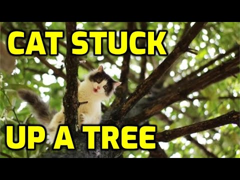 Do Cats Really Need To Be Rescued From Trees?