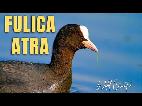 Lyska čierna (Fulica atra) – plávanie a kŕmenie