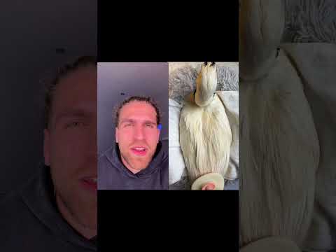 DONALD "EL SABROSO" DUCK 😎​🦆​​​​​​​​​​​​ Os contesto por insta: valmaseda