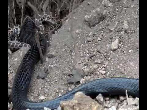 Snake Eat Big Python | Eastern Indigo Snake Eat Big Python