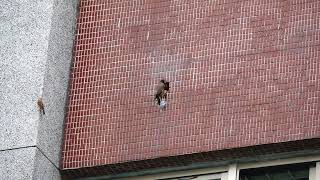 [難過] 垃圾鳥外來種八哥