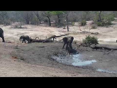 Djuma: Elephants enjoyoying a mud bath and drink of water - 13:00 - 10/27/19