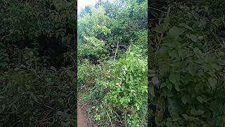 Download lagu 2 ekor burung srigunting lengket lem pulut mp3