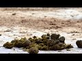 Understanding Equine Diarrhea