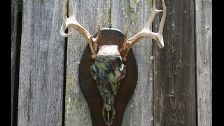 Replica Deer Skull Mount