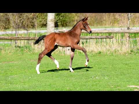 Junghengst-Fohlen 2021 | Keaton x Cassiano