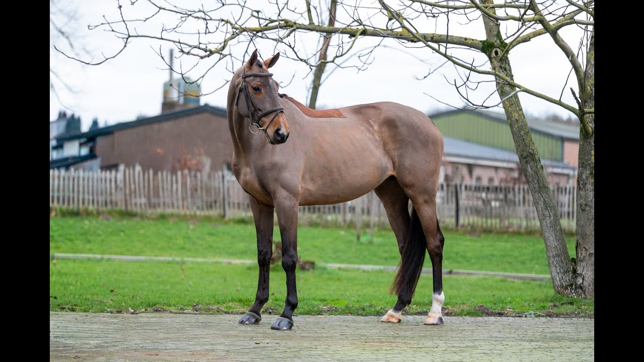 C'est la Vie (DEL'ARKO D'HENVET x CANCARA) video 4