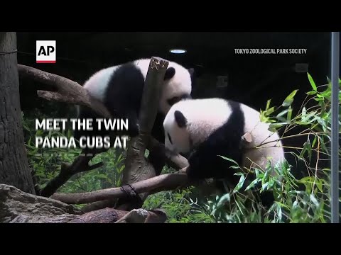 Meet the twin panda cubs at Tokyo Zoo