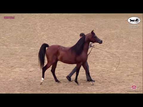N 370 THAHAB AJMAN   Doha International Arabian Horse Show 2023   Stallions 7 10 Years Old Class 11