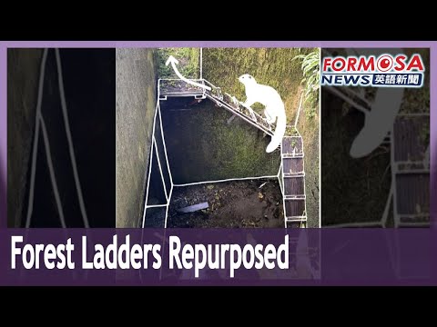 宜蘭の森林動物、危険な道路を横断する独創的な方法を発見｜台湾ニュース